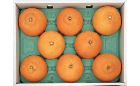 【11月下旬から発送】  紅まどんな【JAえひめ中央】青秀 3Lから4Lサイズ 大玉 化粧箱