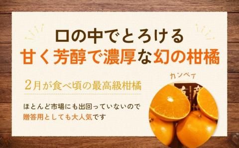 【2026年2月上旬頃より発送】 甘平 約 2.5kg 家庭用 | カンペイ 甘平 みかん 柑橘 果物 フルーツ 松山市 愛媛県 愛媛県産甘平 かんぺい みかん 幻の柑橘 人気の甘平 田村農園の甘平