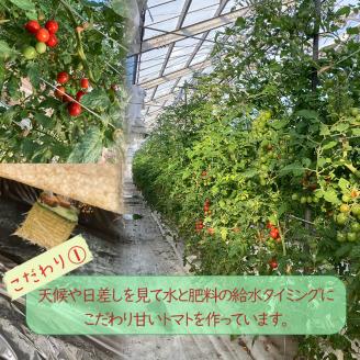 【2024年11月から発送】日高農園水耕栽培のミニトマト3kg
