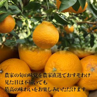 【先行予約】 【2026年2月下旬から発送予定】 不知火 デコポンと同品種  B品 家庭用 2.5kg フルーツ 果物 みかん オレンジ 柑橘 愛媛県松山市 愛媛県 松山市 愛媛 松山 常温 常温便 常温配送 常温発送 約2.5kg