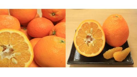 【先行予約】【2026年2月上旬頃発送】玉井農園のいよかん 10kg（3L～Lサイズ）