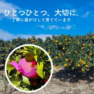 みかん 【愛媛県産】せとか 秀品 12個 約3Kg （TKG003）フルーツ 果物 みかん オレンジ 柑橘 愛媛県松山市 愛媛県 松山市 愛媛 松山 常温 常温便 常温配送 常温発送