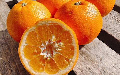 ★ANA限定★先行予約 石丸農園伊予柑の木１本まるごとオーナー制度（１年間）