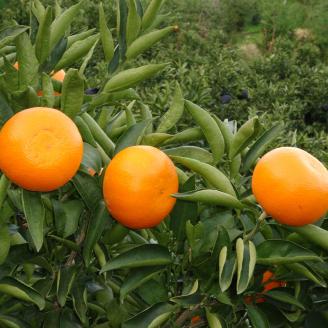 【2025年3月から発送】 せとか 5kg  上級