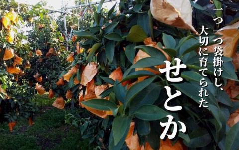 【せとか】家庭用 約2.8kg ＜2026年2月～3月頃発送＞