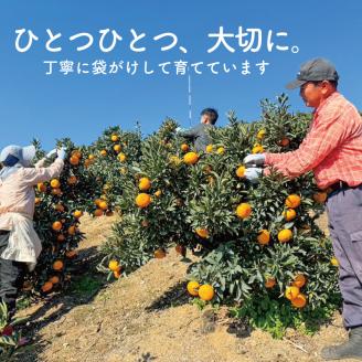 【愛媛県産】柑橘の大トロ せとか 小玉 S-SSサイズ 家庭用 約6kg ＜2月下旬～発送予定＞ 柑橘 みかん 果物 くだもの フルーツ おすすめ 高級 人気 数量限定 愛媛県 松山市