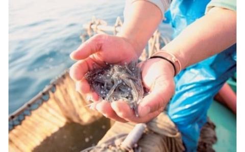 【 数量限定 】釜揚げ しらす 600g ( 100g × 6P ) 冷凍 小分け 釜揚しらす 魚 常備品 しらす丼 しらすパスタ 小分け しらす 愛媛県 松山市