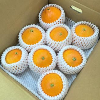 【2月中旬から発送】 せとか 家庭用(優品)（L～4L / 4～9玉）| せとか せとか せとか せとか せとか せとか