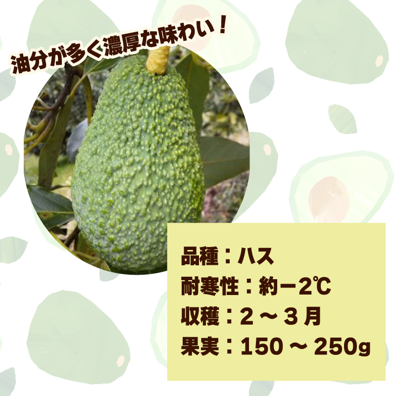 アボカド接ぎ木苗  ハス（Aタイプ）１年生中苗１本 ｜苗 ガーデニング 農業 家庭菜園 野菜 アボカド  あぼかど 国産 アボカド サラダ アボカド 料理 アボカド 健康 アボカド 森のバター 愛媛県 松山市 ハス