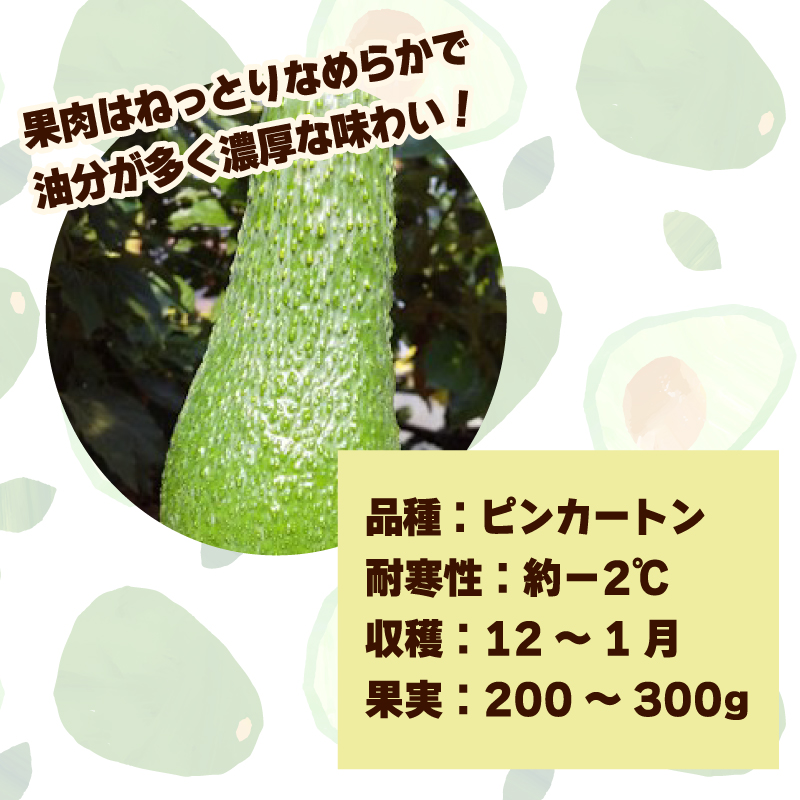 アボカド接ぎ木苗  ピンカートン（Aタイプ）１年生中苗１本 ｜苗 ガーデニング 農業 家庭菜園 野菜 アボカド  あぼかど 国産 アボカド サラダ アボカド 料理 アボカド 健康 アボカド 森のバター 愛媛県 松山市 ピンカートン