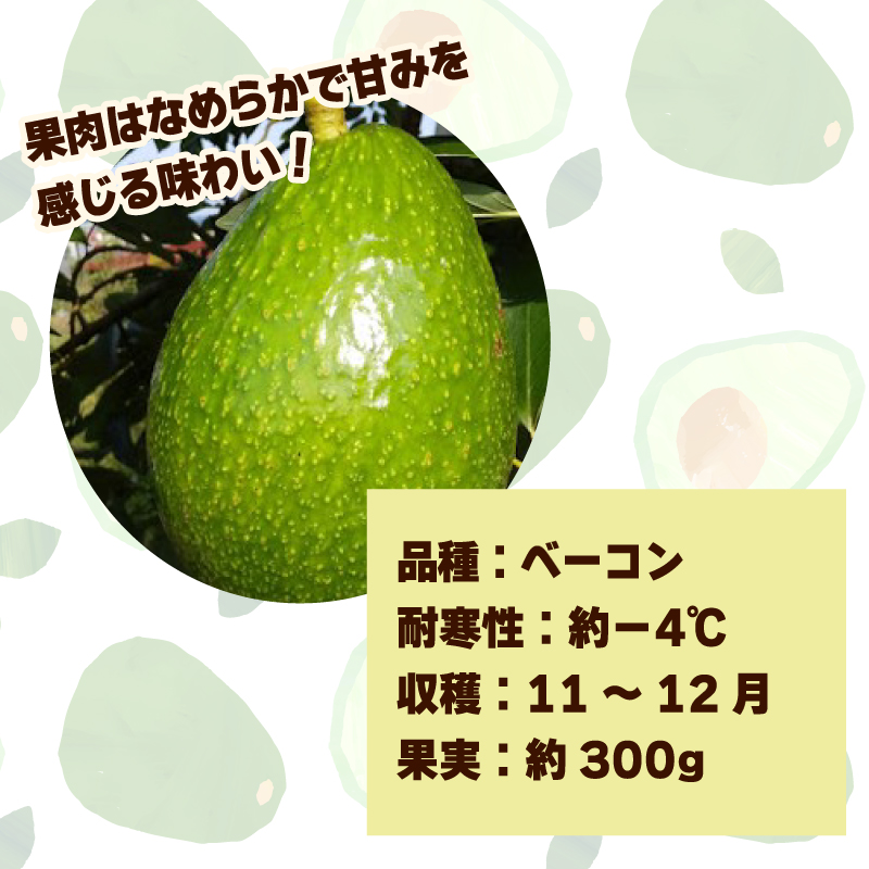 アボカド接ぎ木苗  ベーコン（Bタイプ）１年生中苗１本 ｜苗 ガーデニング 農業 家庭菜園 野菜 アボカド  あぼかど 国産 アボカド サラダ アボカド 料理 アボカド 健康 アボカド 森のバター 愛媛県 松山市 ベーコン
