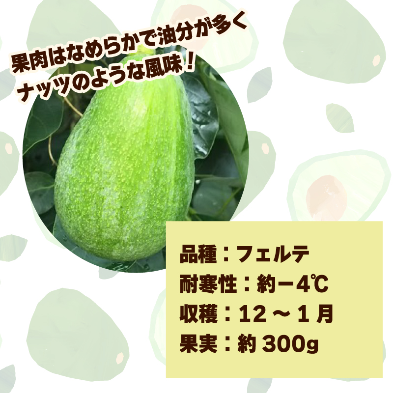 アボカド接ぎ木苗  フェルテ（Bタイプ）１年生中苗１本 ｜苗 ガーデニング 農業 家庭菜園 野菜 アボカド  あぼかど 国産 アボカド サラダ アボカド 料理 アボカド 健康 アボカド 森のバター 愛媛県 松山市 フェルテ