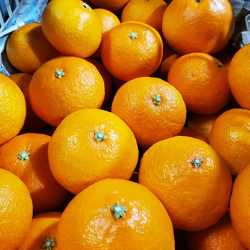 愛果28号 （ 紅まどんな と同品種 ） 5kg あいか 家庭用 愛果 みかん 柑橘 蜜柑 フルーツ 松山市 愛媛県 数量限定 【 2025年12月から順次発送 】 5kg