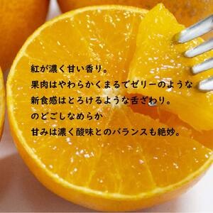 【先行受付】JA特選品 紅まどんな（青秀L～3L 約3kg）