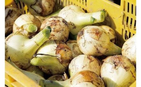 【2026年6月から発送予定】 松山市北条産 風早の里 玉ねぎ 7kg | 玉葱 たまねぎ 野菜 やさい 野菜炒め 焼きそば カレー 味噌汁 料理 調理 お取り寄せ グルメ 人気 おすすめ 愛媛県 松山市