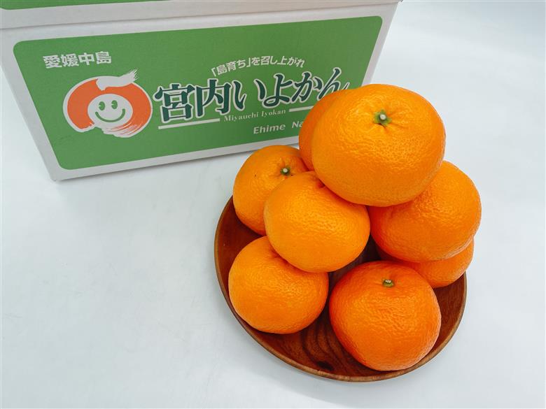 【発送は1月下旬から】 松山市中島産 伊予柑 Lから2Lサイズ 5kg