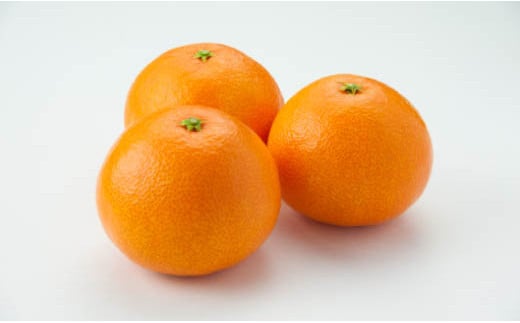 【発送は11月下旬から】 松山市産 愛果28号 L～3L