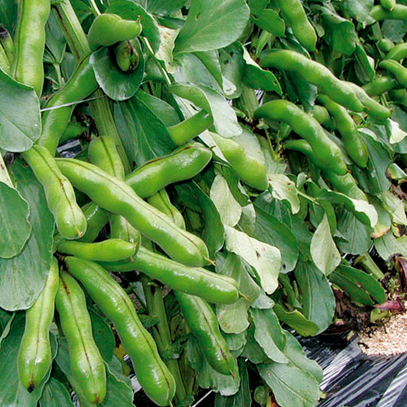 【先行予約】【4月下旬から発送】 ＜松山ブランド＞松山一寸そらまめ 4kg （ 春野菜 ソラマメ そら豆 空豆 産地直送 期間限定 愛媛 松山 フジ・アクリフーズ ） 4kg