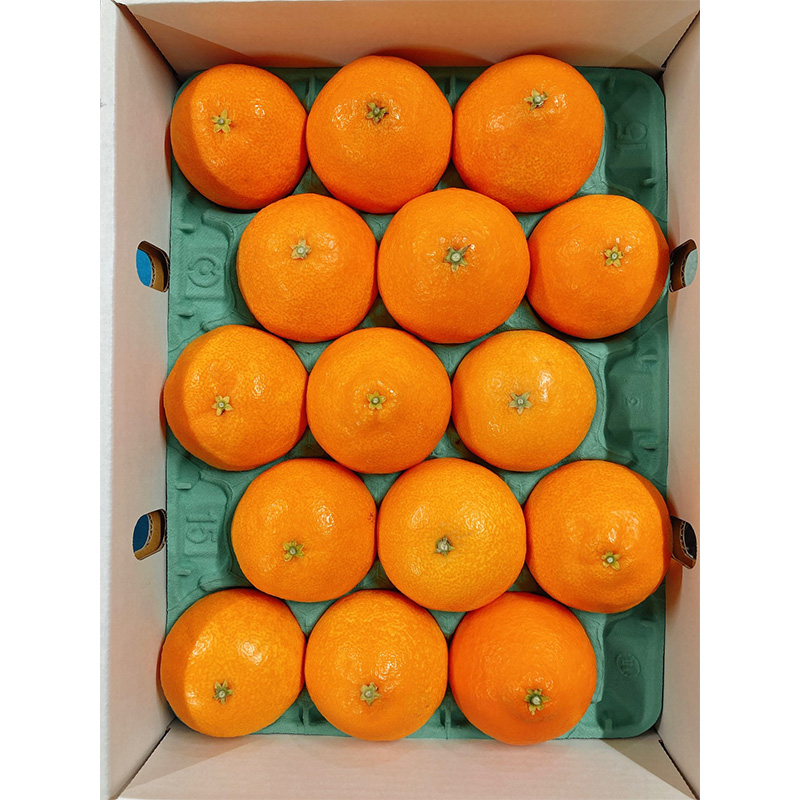 紅まどんな【JAえひめ中央】 青秀　L～2Lサイズ　3kg