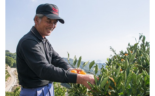 【発送は3月上旬から】 松山市中島産 せとか 秀品　M～L 5kg