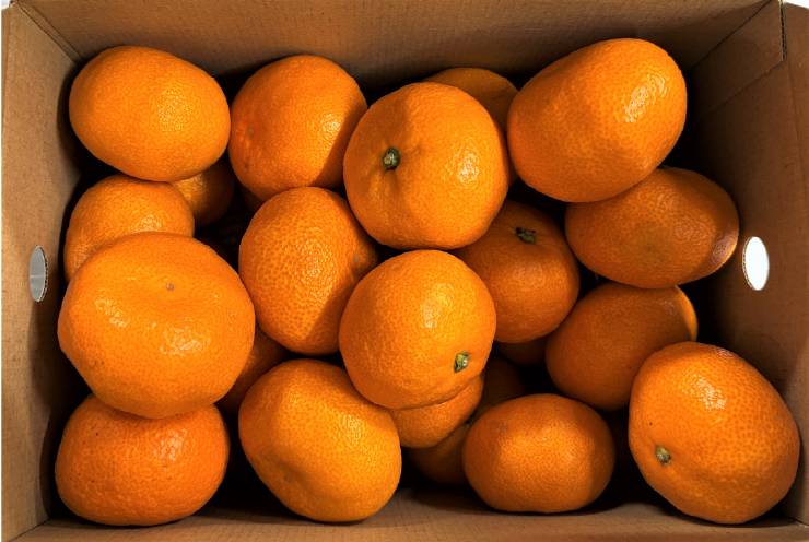 【発送は11月中旬から】中島産 みかん S～L サイズ 3kg