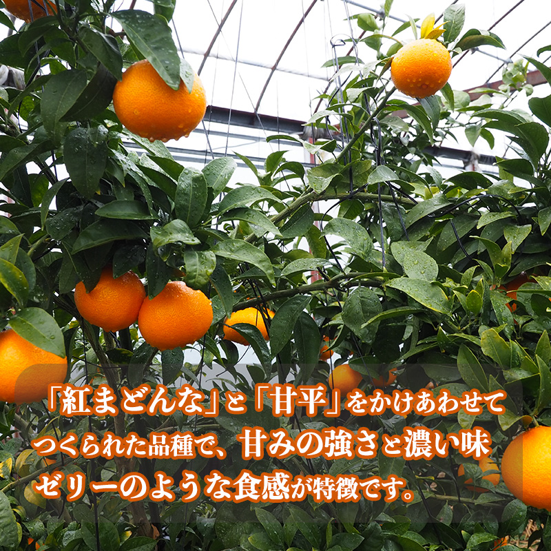 愛媛県産 紅プリンセス L～3Lサイズ 2.5kg （ 国産 愛媛みかん 愛媛ミカン みかん ミカン mikan 蜜柑 柑橘 フルーツ 果物 くだもの お取り寄せ 産地直送 数量限定 人気 おすすめ 愛媛県 松山市 送料無料 フジ・アグリフーズ ）