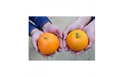 【先行予約 2026年1月中旬から発送予定】宮内伊予柑 ５kg 5kg