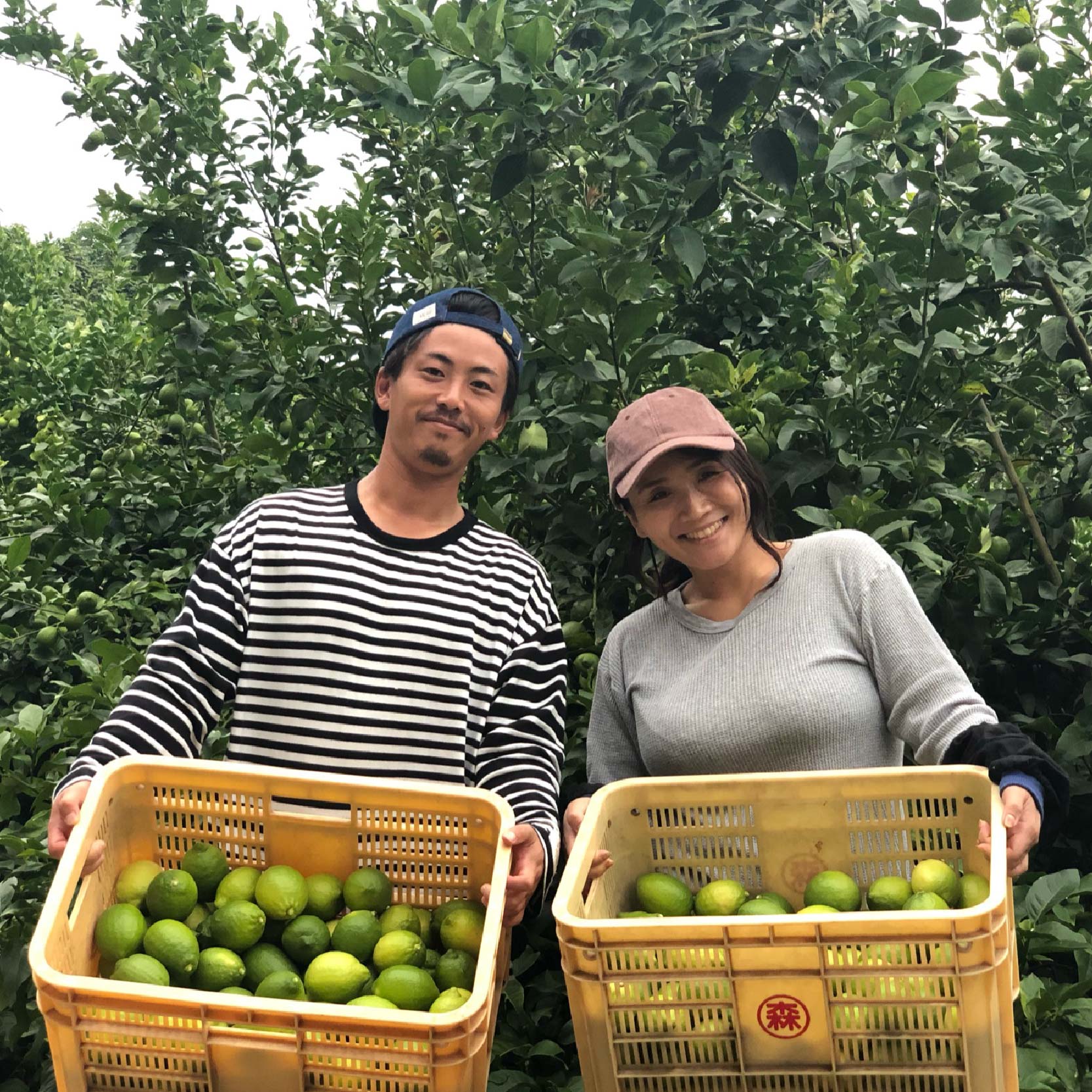 【先行予約 2026年1月上旬から発送予定】数量限定 もりのしずくレモン イエローレモン 3kg 国産 レモン 国産イエローレモン3kg