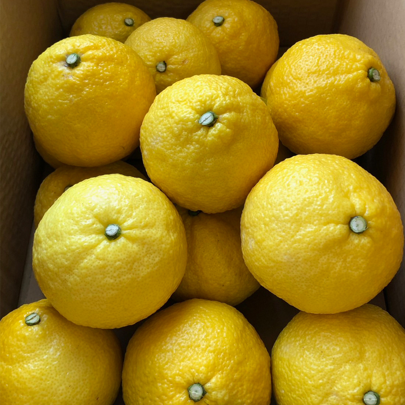 【2月初旬頃発送予定】春を呼ぶ はるか 家庭用 4kg | みかん 4kg みかん 愛媛 みかん 松山 みかん 農家直送 家庭用 柑橘 愛媛 松山 北条 果物 フルーツ 産地直送 みかん 農園直送