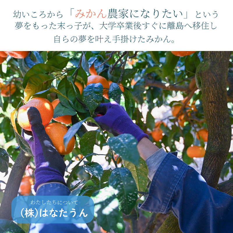 【11月下旬から発送】 きいのあいか 約3kg 贈答用