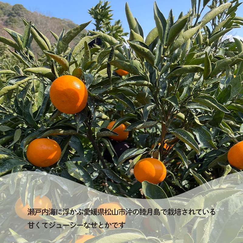 【先行予約】せとか 訳あり 約3kg