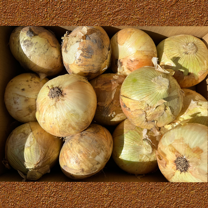 玉ねぎ 約 5kg 約5kg