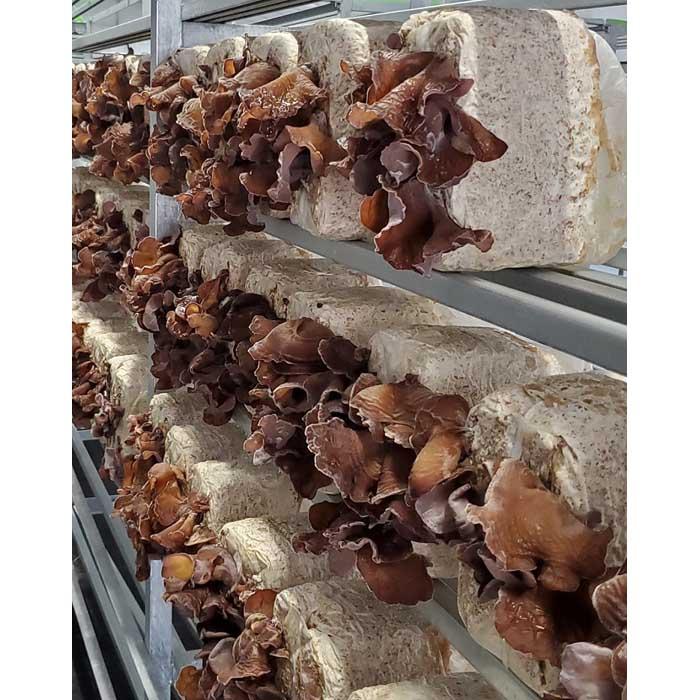 ＜毎週10セット限定！＞松山市産高級きくらげ＆旬野菜セット【農薬不使用】