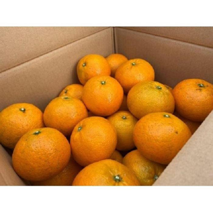 宮内伊予柑 いよかん 5kg(約20個) 自然栽培 【先行予約 2026年1月中旬ごろ発送】 | 伊予柑 ミカン 柑橘 みかん 期間限定 フルーツ 果物 果実 愛媛県産 愛媛 松山 農薬不使用 5kg ¥10,000