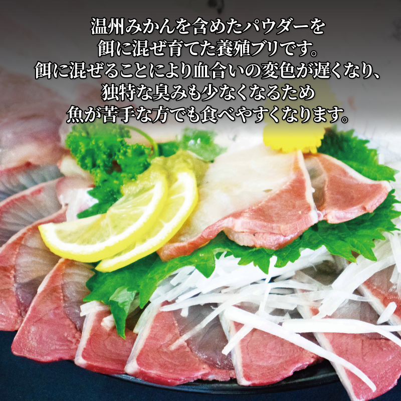 柑橘ぶりフィレ1尾分 鮮魚 刺身 お刺身 お刺し身 魚介 海の幸 冷蔵 ブリ 鰤 ぶり 愛媛県 松山市