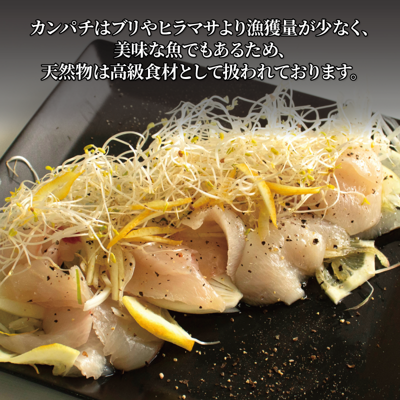  活じめ！神経抜き！かんぱちフィレ半身1枚 鮮魚 刺身 お刺身 お刺し身 魚介 海の幸 冷蔵 かんぱち カンパチ 勘八 愛媛県 松山市 半身1枚