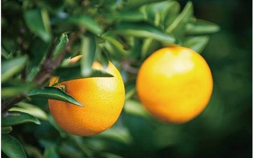 【2026年1月中旬ごろから発送】甘平(かんぺい) 家庭用(優品) 約3kg