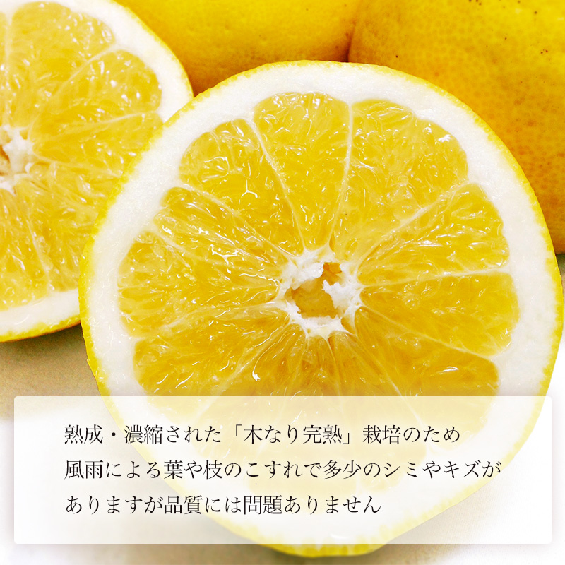 【2026年4月上旬頃から発送】 河内晩柑 優品 家庭用 約３kg 優品(家庭用) 約 3kg