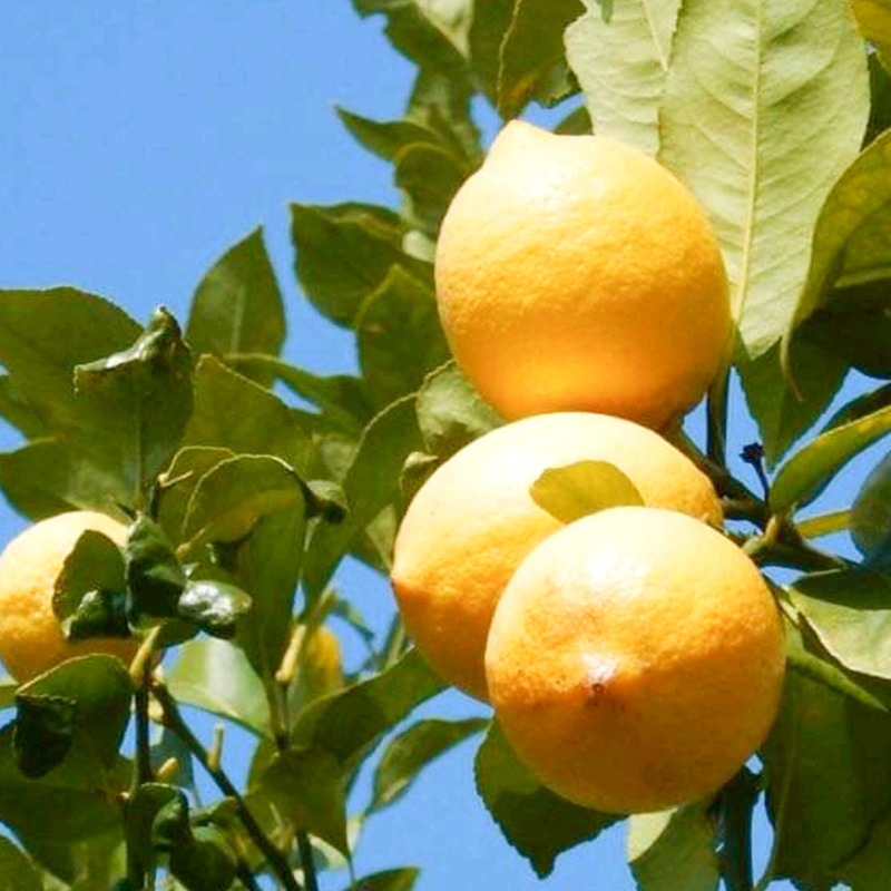 【2026年3月中旬頃から発送】 瀬戸内海の島レモン 優品・家庭用 約10kg 【優品】約10kg