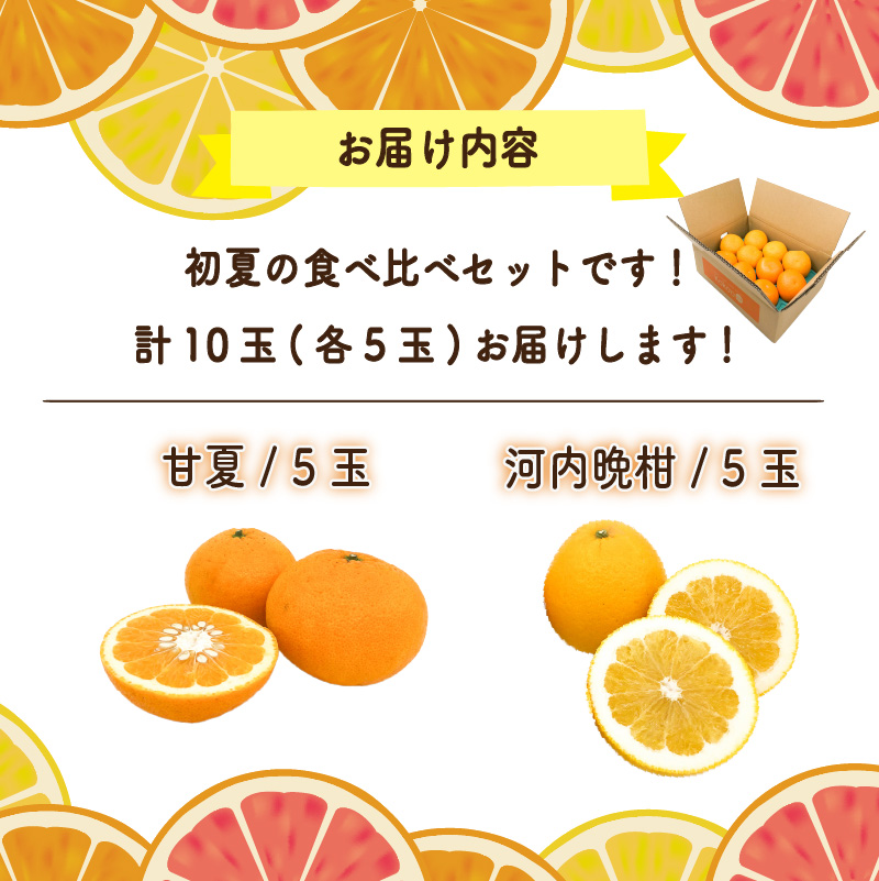 【先行予約】初夏の食べ比べセット～甘夏&河内晩柑～(各5玉) | 柑橘 かんきつ 甘夏 河内晩柑 フルーツ 果物 期間限定 【2026年4月上旬頃から発送予定】愛媛県 松山市 ココオ Koko'o