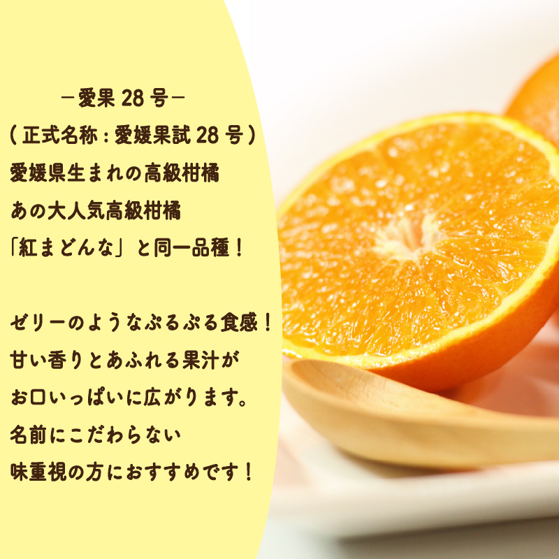 【2025年11月中旬頃から発送予定】 愛果28号  <秀品> 約1.5kg (贈答用化粧箱入り) | 紅まどんな と同品種 あいか28号 みかん 蜜柑 mikan 檸檬 オレンジ 紅マドンナ と同品種 おれんじ かんきつ 先行予約 愛媛県 松山市 ココオ Koko'o
