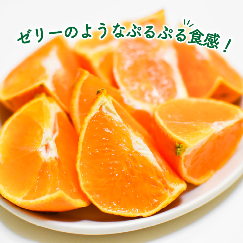 【秀品】 愛果28号 約2.5kg 【12月上旬~1月中旬頃発送予定】 | あいか 愛果28号 紅まどんな と同品種 みかん 柑橘 アイカ 先行予約 ミカン かんきつ 果物 フルーツ おすすめ 蜜柑 送料無料 愛媛県 松山市 【秀品】約2.5kg / 10,000円