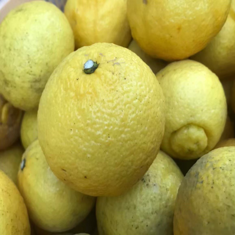 【1月中旬から発送予定】はるか 5キロ（ 訳あり ） 訳あり はるか 5キロ