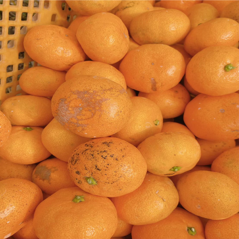 【12月中旬から発送予定】 温州みかん 5kg （ 訳あり ）