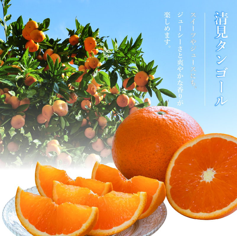 <先行予約3月下旬頃より発送予定>【訳あり】 みかん 柑橘 清見タンゴール 約9kg | 柑橘 みかん 果物 フルーツ おすすめ 人気 ジューシー オレンジ 果実 愛媛 松山 送料無料 約9kg