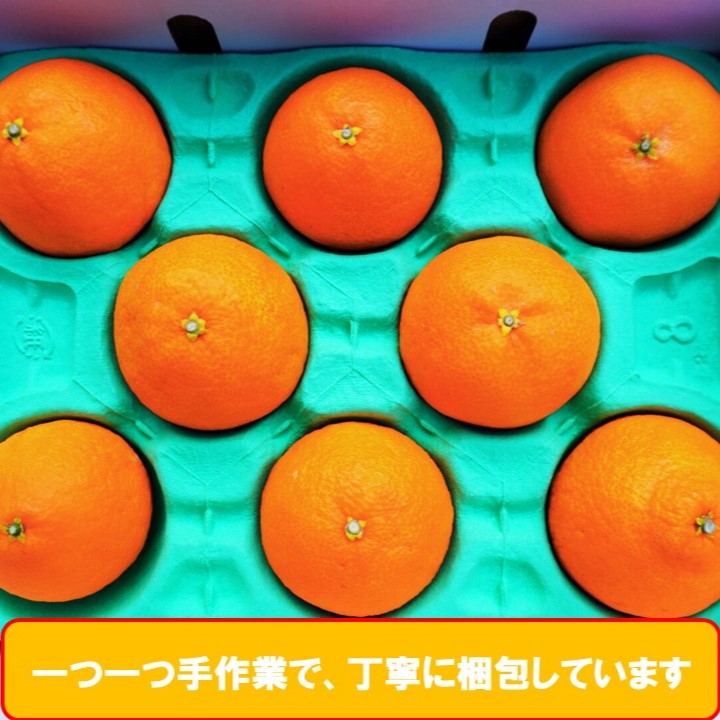 完熟 愛果28号 (紅まどんな と同品種) 秀品 2.4kg (8～15個) 光センサー選別 糖度11度以上 【11月下旬～12月下旬頃発送】 柑橘 果物 フルーツ あいか 愛果 みかん まどんな 松山市 愛媛県