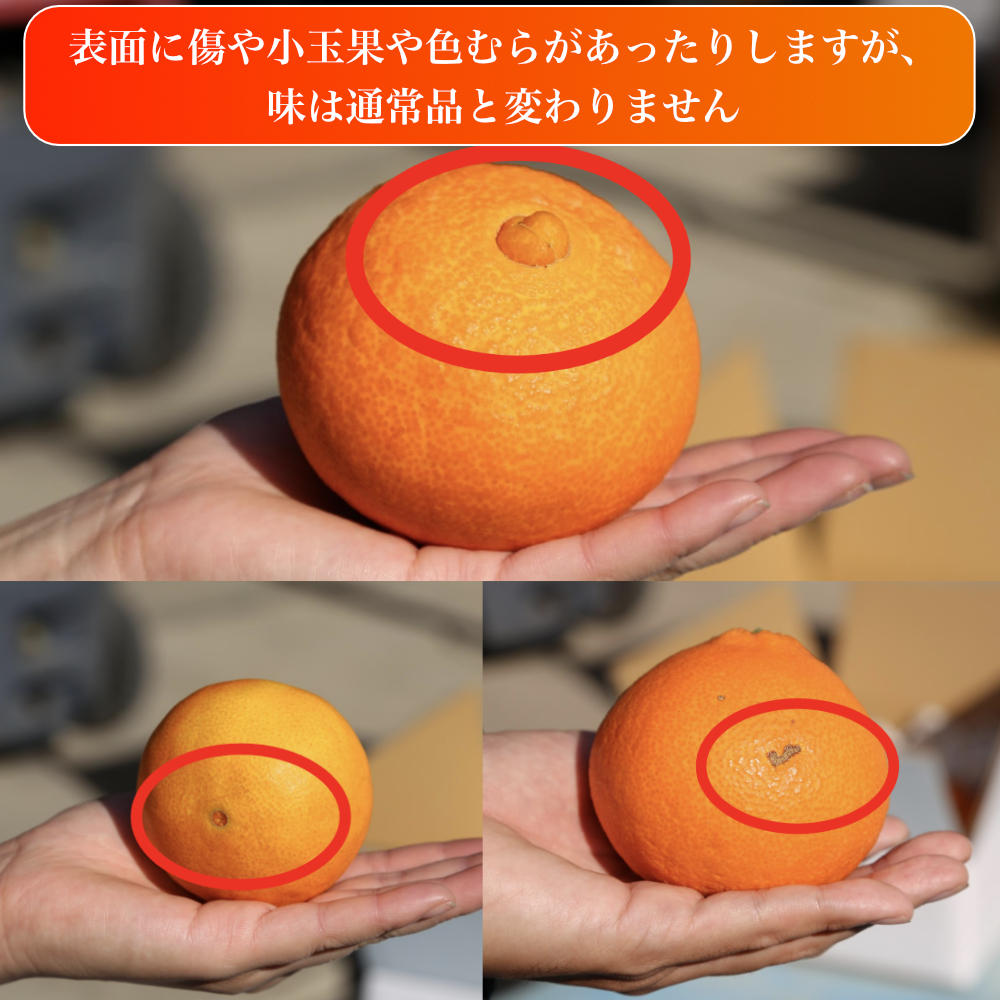 愛果28号 (紅まどんな と同品種) 訳あり 家庭用 2.5kg (約6～15個) 光センサー選別 【11月下旬頃より順次発送予定】 訳あり 不揃い 柑橘 果物 フルーツ あいか みかん 松山市 愛媛県 約2.5kg