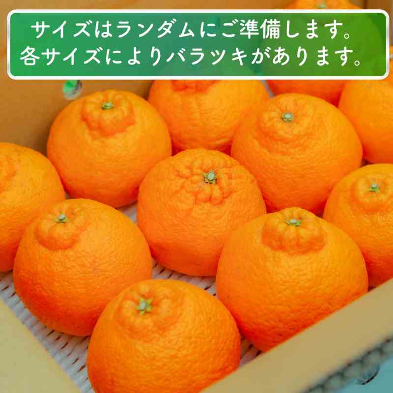 【先行予約】 家庭用 不知火（しらぬい）3kg 光センサー選別 糖度13.5度以上 【2026年2月～3月発送】