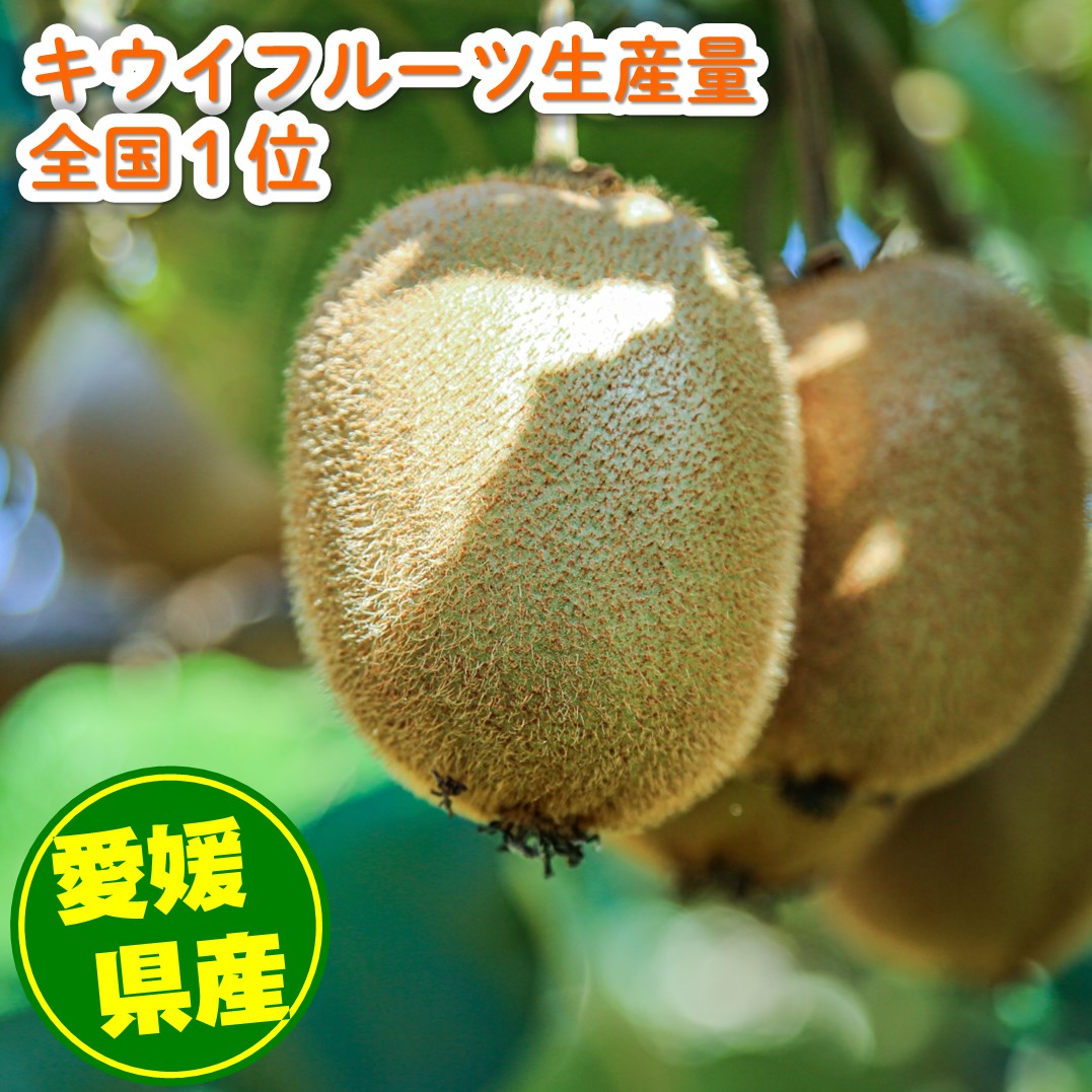 家庭用 キウイフルーツ ヘイワード 約1.5kg 愛媛県産 【1月上旬~2月下旬発送】| 先行予約 キウイフルーツ ヘイワード 農園直送 家庭用 フルーツ キウイ 果物 グリーンキウイ 愛媛県 松山市 おすすめ 人気