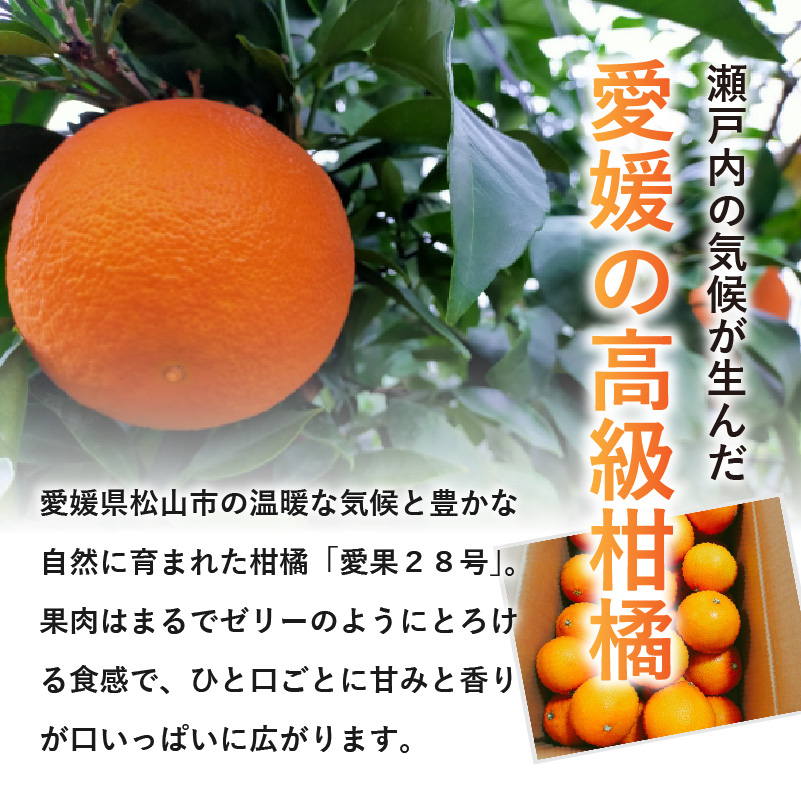 愛媛 みかん 愛果28号 贈答用 2kg あいか 【先行予約 2025年12月上旬から発送】 |  紅まどんな と同品種 柑橘 みかん まどんな 柑橘 みかん 果物  おすすめ 高級 人気 お取り寄せ グルメ ギフト ご当地 送料無料 愛媛県 松山市 贈答用 2kg